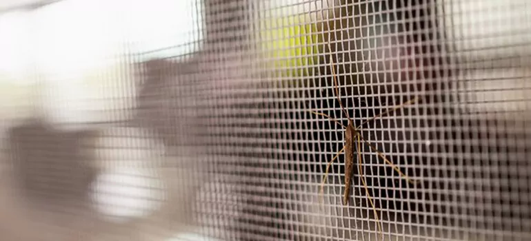 Repair Mosquito Mesh For Windows in Palm Bay, FL